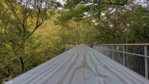 Bad Harzburg ♦ Baumwipfelpfad
