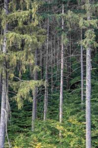 Bad Harzburg ♦ Baumwipfelpfad