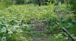 überwuchertes Gleis am Ringgleis