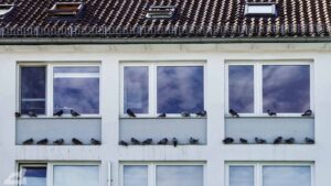 Tauben-Sammelplatz an einer Fassade in der Porschestraße
