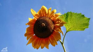 Sonnenblume vor dem Kindergarten in der Höfenstraße