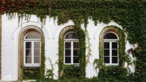 Efeubewachsene Fassade des Martino-Katharineums in der Scharrnstraße